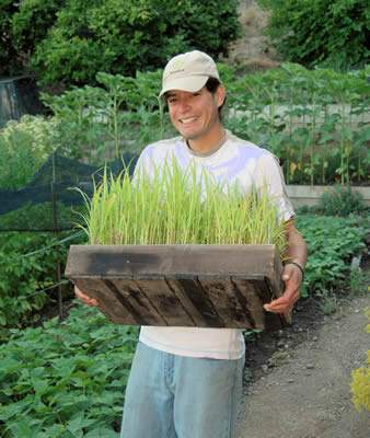 An intern holding a standard 3-inch deep seedling flat